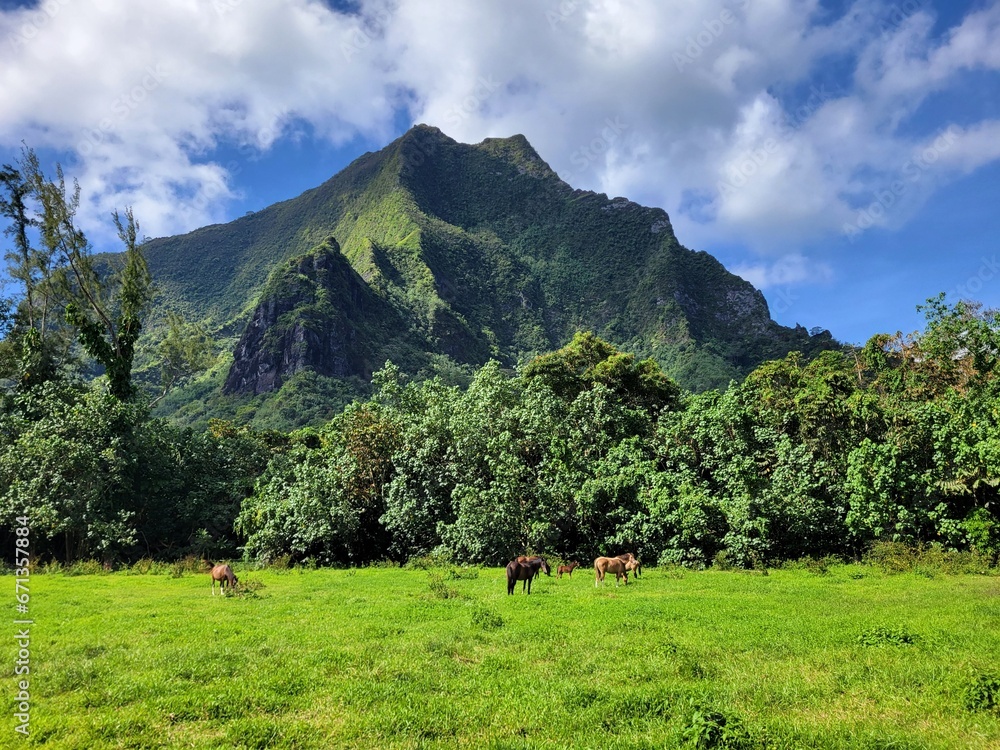 Beautiful tropical wilderness area in Tahiti, French Polynesia