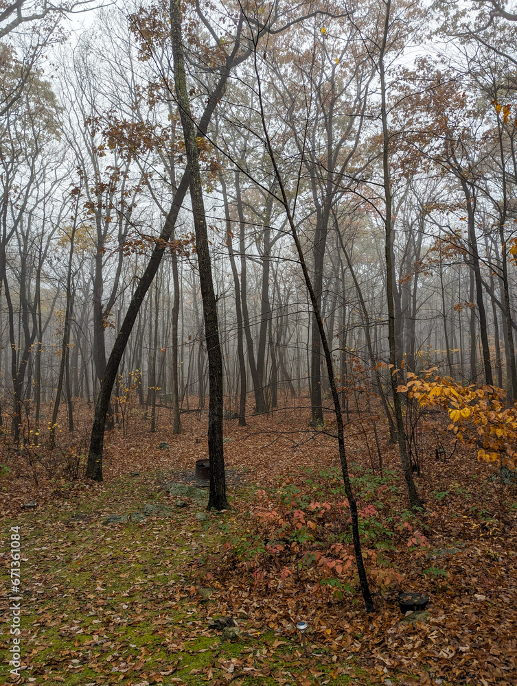 Naklejka premium autumn in a misty forest in New Jersey 