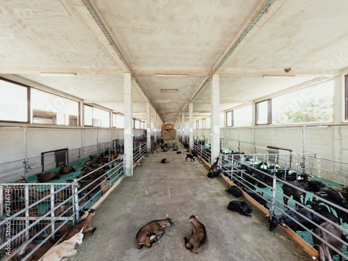 Little goats rest on the concrete floor between the goat pens