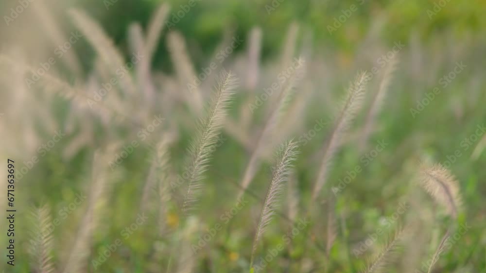 Close-up shot of wheat grains plants swaying gently in the wind in a very windy day with a blurred background. Close-up shot of wheat grains plants swaying gently in the wind in a very windy day with a blurred background.