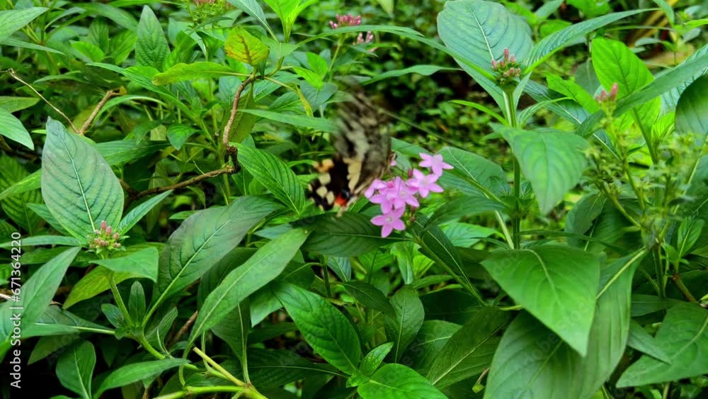A butterfly sits on a green tree and drinks nectar from a flower A butterfly sits on a green tree and drinks nectar from a flower