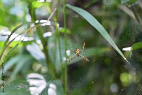 Wallpaper Mural Dorsal view of a juvenile St. Andrew's cross spider sitting on its spider net Torontodigital.ca