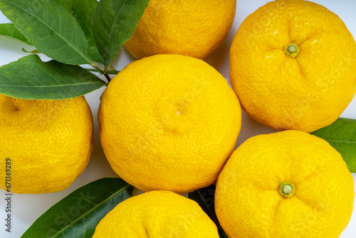 Close up  Yuzu Orange fruit on White backghround. Sweet Yuzu Orange fruit with leaf.