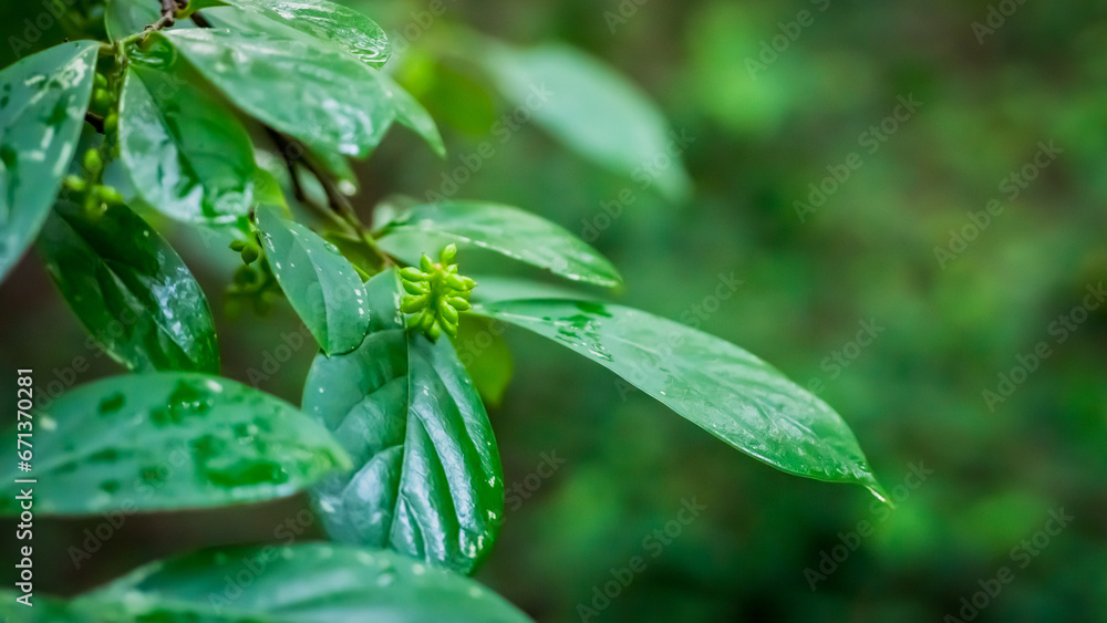 Antidesma thwaitesianum, beginning to bloom, green leaves and branches Antidesma thwaitesianum, beginning to bloom, green leaves and branches