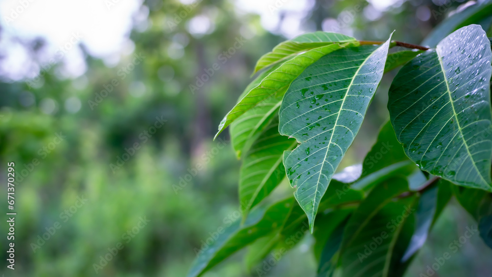 Obraz premium Green leaves, in the tropical forest, blurred background and bokeh