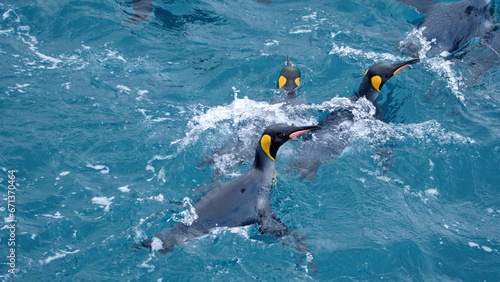 Raft of king penguins (Aptenodytes patagonicus) swimming off the coast of Antarctica