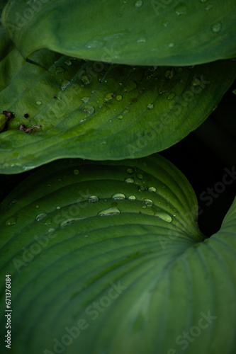 Closeup rain drops on green leaves 