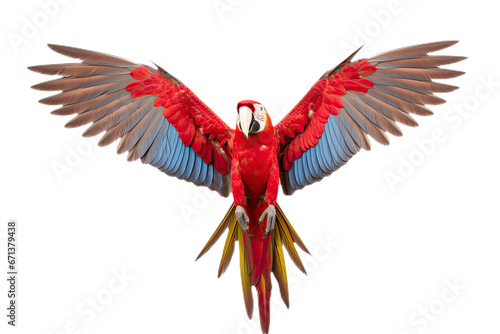 Green-winged Macaw, in front of white background