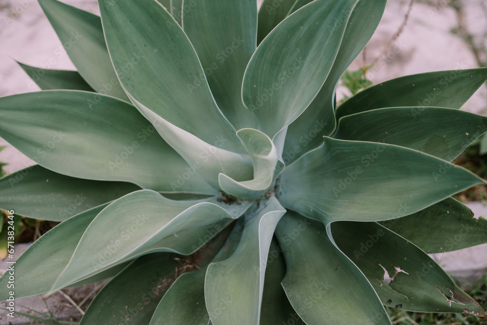 Foxtail agave is a species of flowering plant in the family Asparagaceae, commonly known as the foxtail or lion's tail. Foxtail agave is a species of flowering plant in the family Asparagaceae, commonly known as the foxtail or lion's tail.