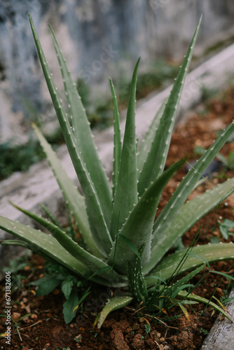 aloe vera plants that are deliberately planted in the yard of the house.