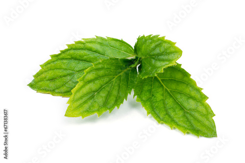 Natural mint leaves. Mint plant on white background. A sprig of fragrant mint.