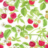 Raspberry branches on a transparent background. Watercolor seamless background with summer red berries. Illustration for spring cover, summer textile, wedding invitation. Red berries, flowers, leaves.