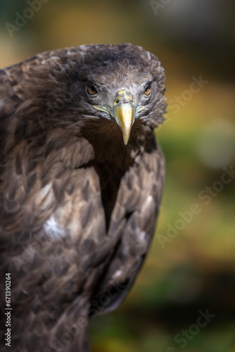 Portrait white-tailed eagle. Danger animal in nature habitat. Wildlife scene