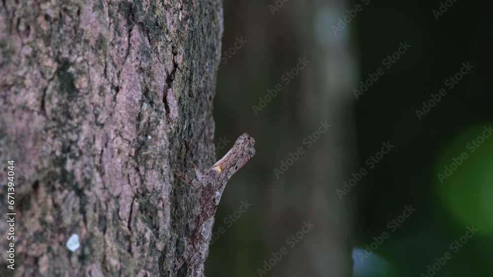 Seen looking to the right as it moves to eat an insect, Spotted Flying Dragon Draco maculatus, Thailand