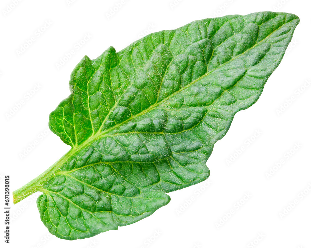 tomato leaf macro studio photo tomato leaf macro studio photo