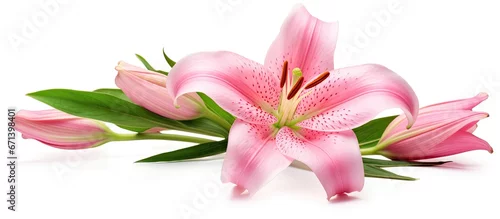 Panel kuchenny z motywem Single pink lily flower with paths for clipping