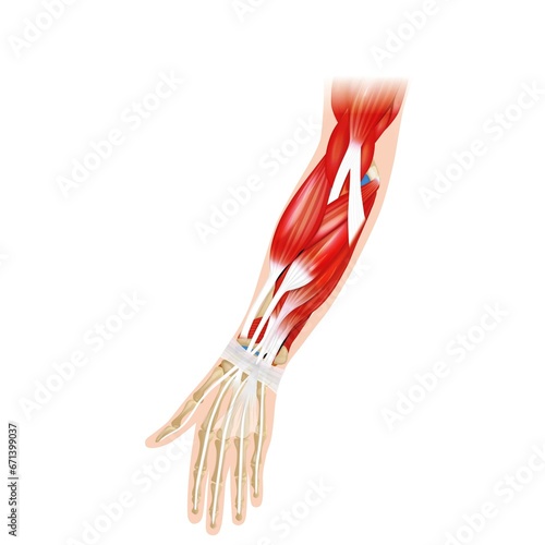 Quadro su tela ELBOW ANTERIOR, elbow muscles, illustration, hand anatomy,