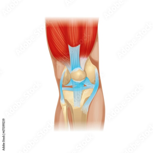  Knee  human knee leg patellar groove femur tibia  synovial fluid synovial membrane
kneecap cartilage sesamoid bone photo