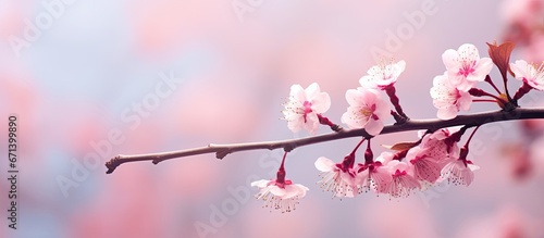 The sakura tree is adorned with stunning delicate and vibrant pink branches that stand out against a softly blurred backdrop capturing attention with their selective focus