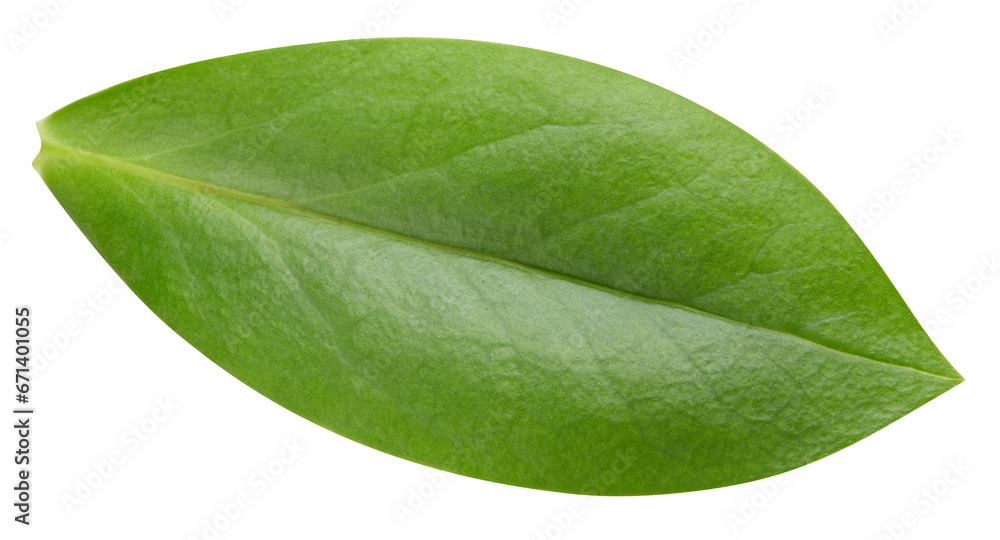 Obraz premium Leaf nut isolated on white