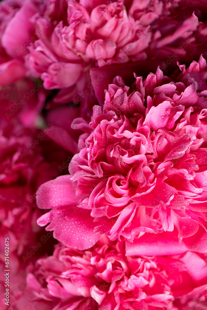 Pink floral background. Background bouquet of beautiful pink peonies. Blooming peony flowers, close-up. Wedding background, Valentine's day concept. Blossom, flower close-up