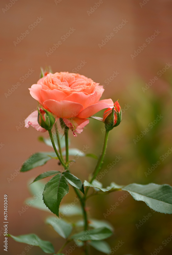 Obraz premium Pink rose flower with green leaves on a blurry dark background. Beautiful blooming of a bright pink rose in a summer garden on a sunny day. High quality photo