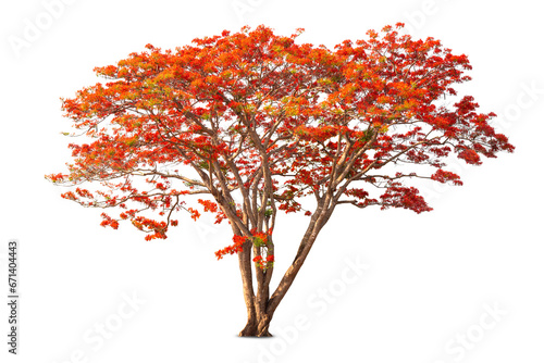 Flamboyant Royal poinciana growth tree solitude standing isolated on white background. Season changes deciduous outdoor plants.