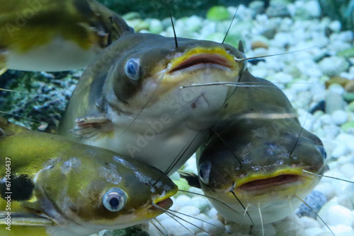 Fototapeta Naklejka Na Ścianę i Meble -  Group of Horabagrus brachysoma or Sun Catfish in aquarium, Close-up view. 

