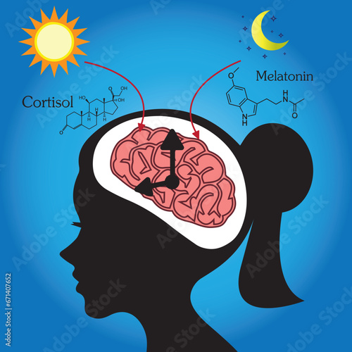 Cortisol and melatonin hormones are synthesized from  brain to body that related with the biological clock and circadian rhythm.