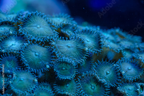 marine LPS coral Trachyphyllia  Lobophyllia macro photo  selective focus