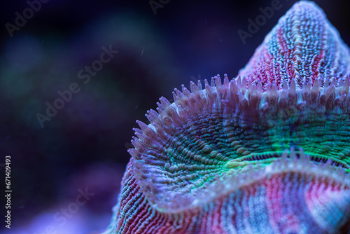Fototapeta Naklejka Na Ścianę i Meble -  marine LPS coral Trachyphyllia, Lobophyllia macro photo, selective focus