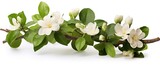 The jasmine flower plants are set apart with a solitary green leaf on a branch