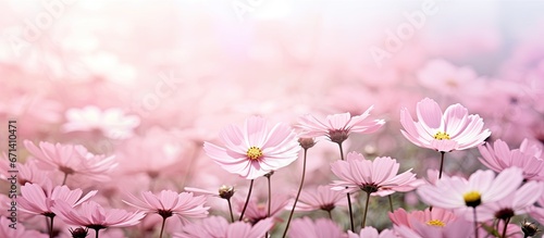 Fototapeta Naklejka Na Ścianę i Meble -  The garden is filled with blooming pink flowers that are fresh