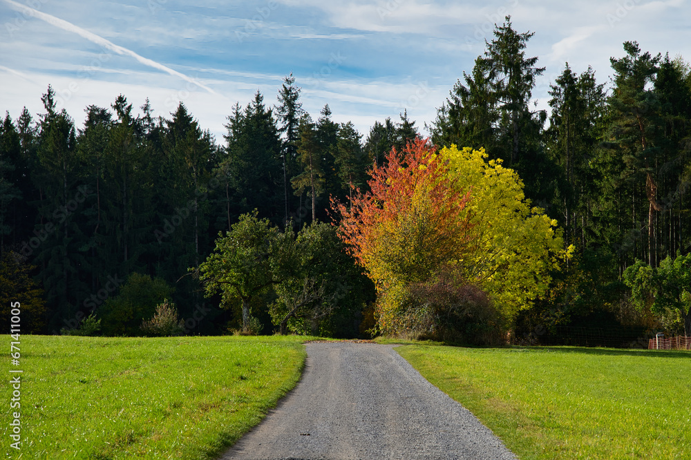 Ein Spazierweg durch eine Wiese hindurch in Richtung eines Waldes, mit einem Laubbaum im Herbstgewand am Wegesrand