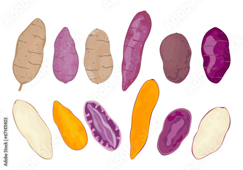 Vector illustration of various types of sweet potatoes, isolated, easy to edit, white background.
