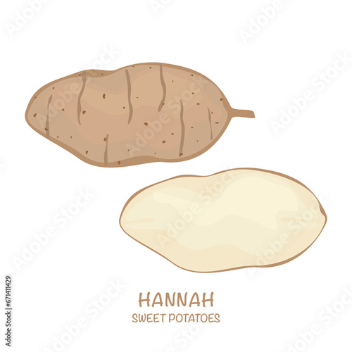 Sweet potato vector illustration Hannah isolated Easy to edit white background.