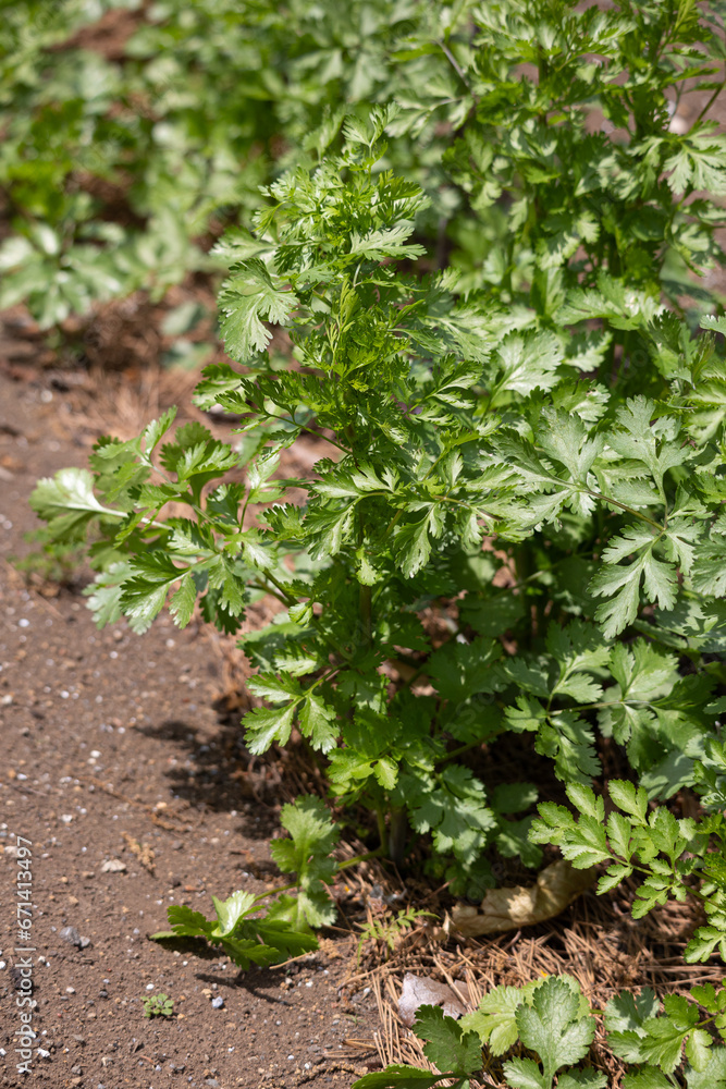 コリアンダー 　別名：コエンドロ（Coriandrum sativum） 葉または果実を利用