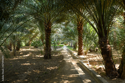 Scenic View of Dates Farming in Al Ain photo