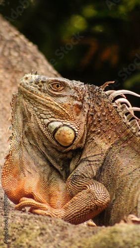 Iguana