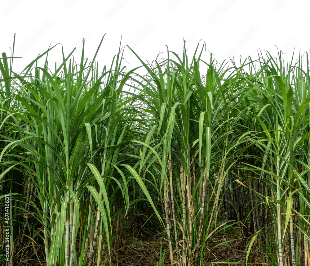 Obraz premium Sugarcane on white background with clipping path, suitable for print and web pages.