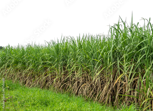 Sugarcane on white background with clipping path  suitable for print and web pages.