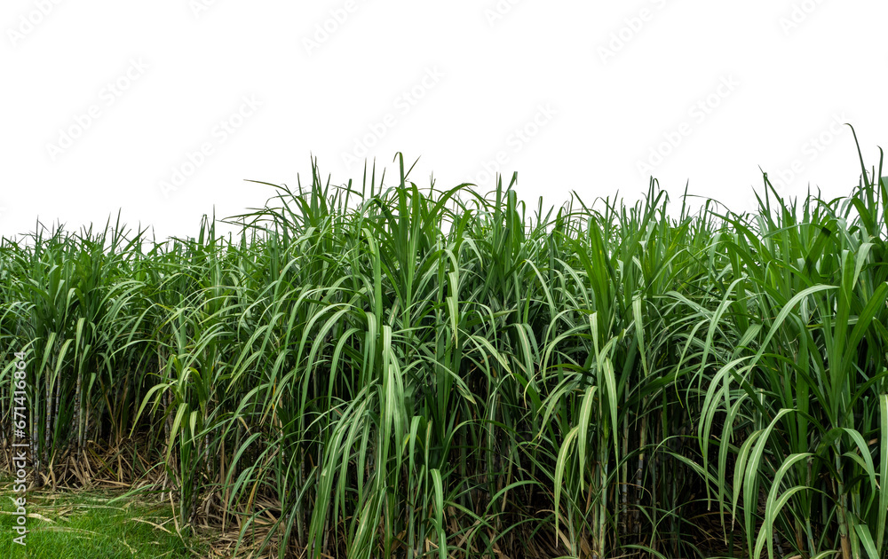 Obraz premium Sugarcane on transparent background with clipping path, suitable for print and web pages.