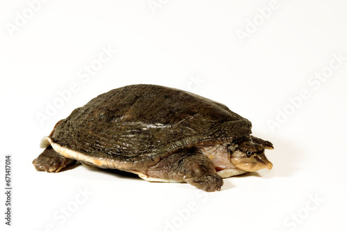 Sambesi Weichschildkröte // Zambezi flapshell turtle, Zambezi Soft-shelled Turtle  (Cycloderma frenatum) photo