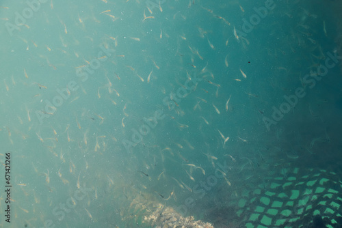 Snapper and grouper seeds are cultivated in floating net cages