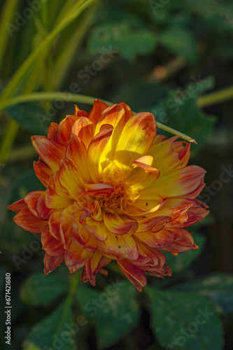 A photo of large yellow flowers