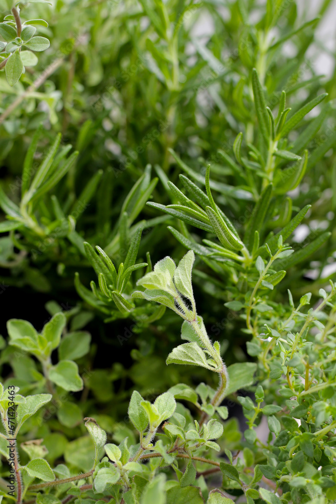Fresh herbs in the garden Fresh herbs in the garden