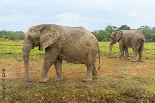 African elephants in the wild  beautiful landscape