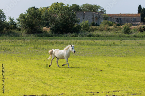 One adult white horse in carmarque galloping across a green meadow