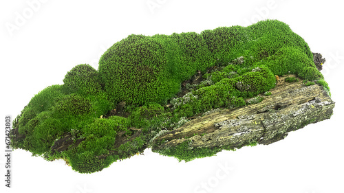 Fresh green moss on rotten branch isolated on a white background