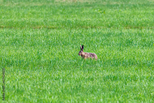 A brown hare ducks in a green meadow and eats meadow herbs © were